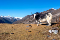 Bailey Trail & Tawang